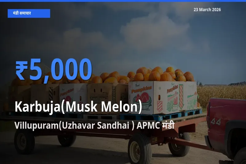 Villupuram(Uzhavar Sandhai ) APMC मंडी में खरबूजा ₹5,000 पर पहुँचा – आज का सर्वोच्च भाव
