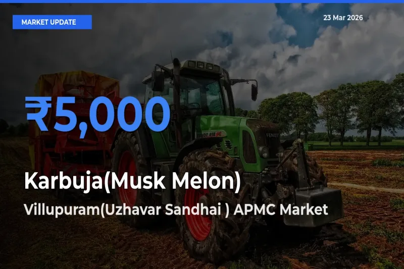 Farmers Prefer Villupuram(Uzhavar Sandhai ) APMC as Karbuja(Musk Melon) Hits Highest Rate