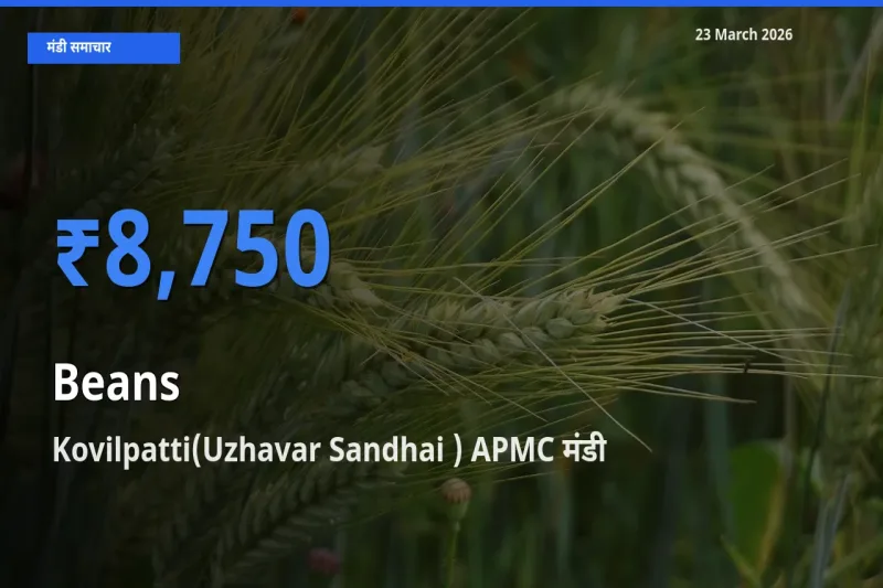 किसानों की पसंद बना Kovilpatti(Uzhavar Sandhai ) APMC, फलियाँ (सेम) के सबसे अच्छे दाम