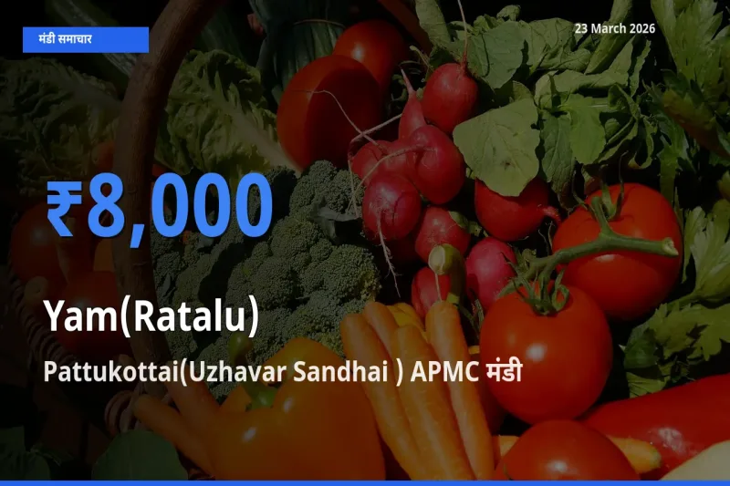 Pattukottai(Uzhavar Sandhai ) APMC मंडी में आज रतालू (रतलू) के सबसे ऊँचे दाम दर्ज