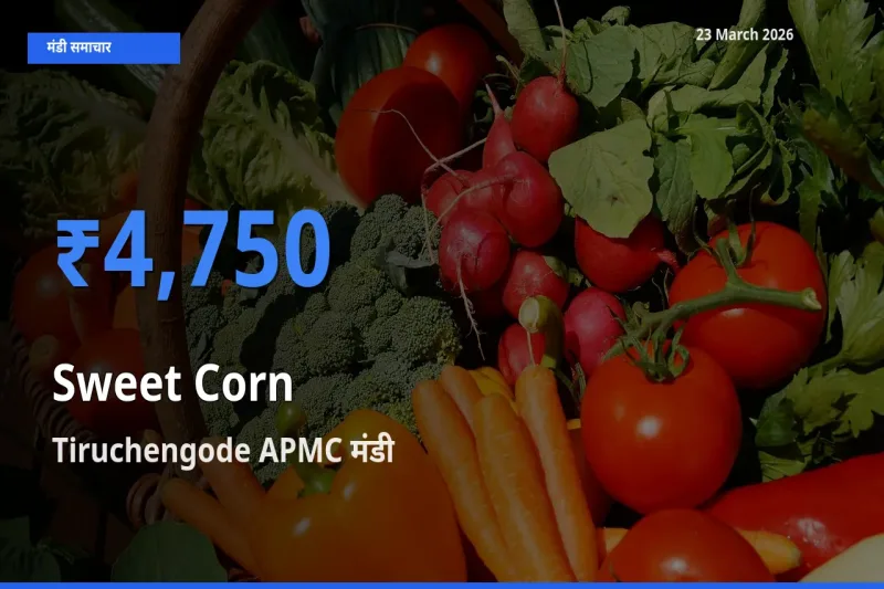 Tiruchengode APMC में स्वीट कॉर्न का आज सबसे ऊँचा भाव