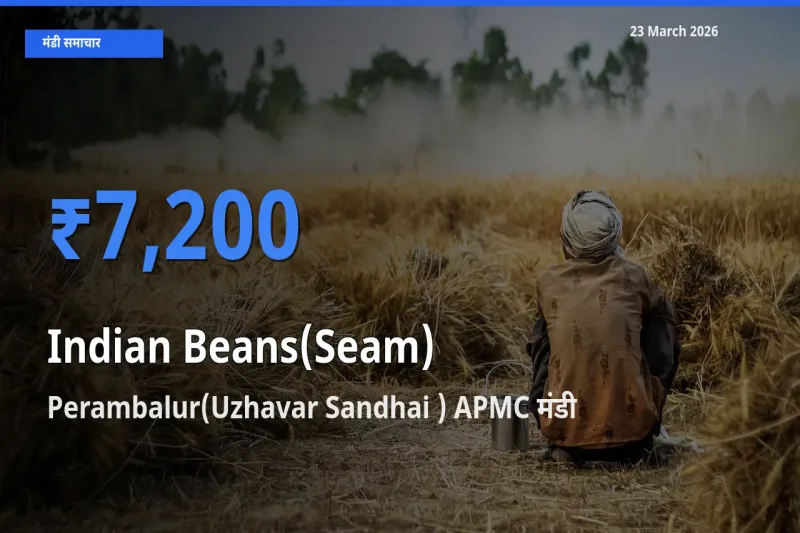 बाज़ार संकेत: Perambalur(Uzhavar Sandhai ) APMC बना सेम (देशी) के लिए आज की टॉप मंडी