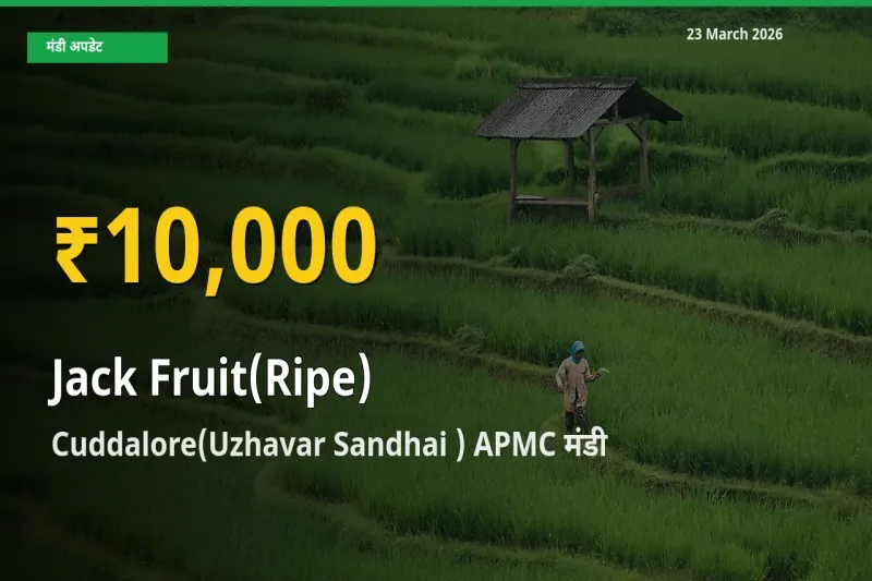 आज Cuddalore(Uzhavar Sandhai ) APMC में पका कटहल के दाम रिकॉर्ड स्तर पर, ताज़ा मंडी भाव जानें