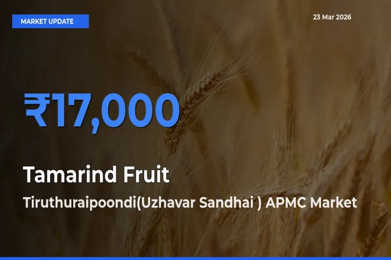 Farmers Prefer Tiruthuraipoondi(Uzhavar Sandhai ) APMC as Tamarind Fruit Hits Highest Rate
