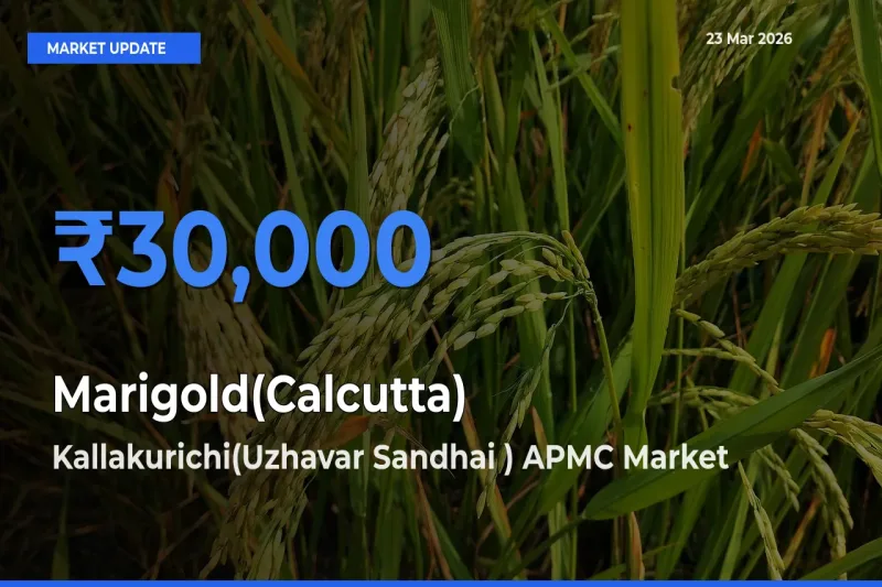 Farmers Prefer Kallakurichi(Uzhavar Sandhai ) APMC as Marigold(Calcutta) Hits Highest Rate