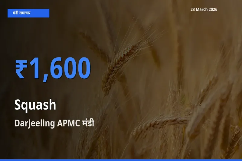 23 March अपडेट: कद्दू (कोहड़ा) के सबसे ऊँचे दाम Darjeeling APMC मंडी में