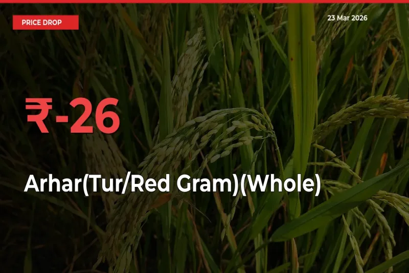 Sudden Shock! Arhar(Tur/Red Gram)(Whole) Drops 25.97% in 24 Hours at Top Mandis