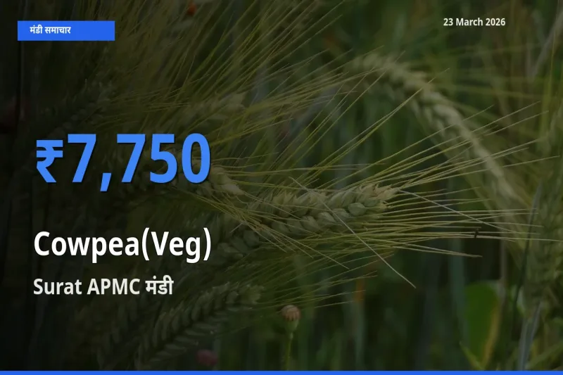 Surat APMC मंडी में लोबिया फली ₹7,750 पर पहुँचा – आज का सर्वोच्च भाव