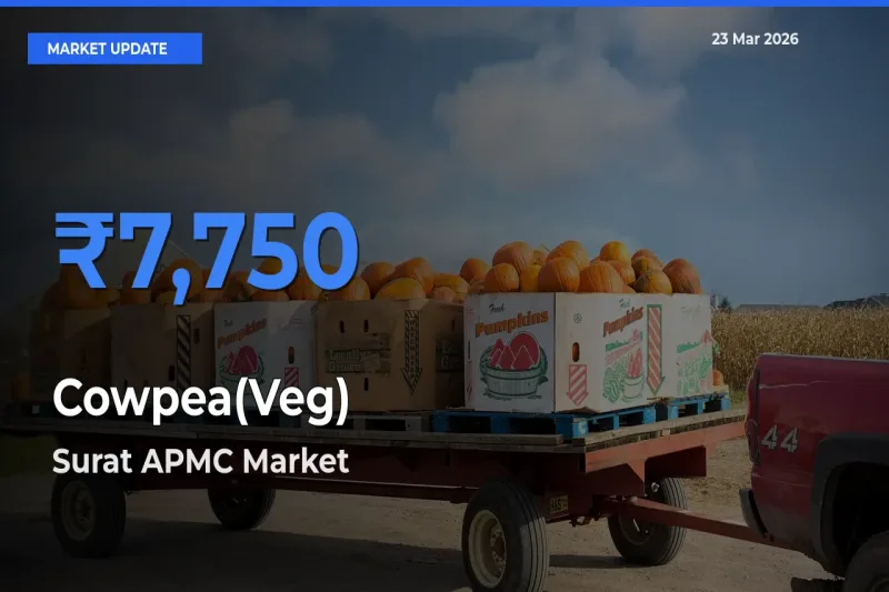 Surat APMC Records Highest ₹7,750 Rate for Cowpea(Veg)