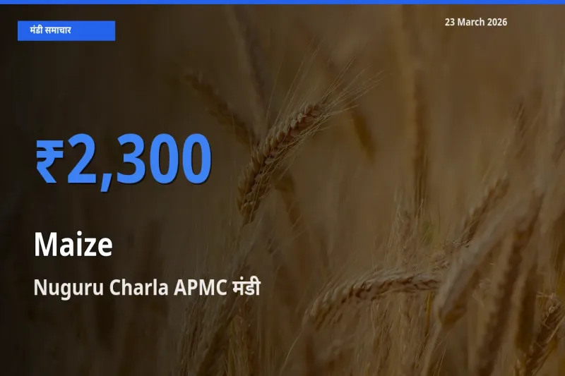 Nuguru Charla APMC मंडी में मक्का ₹2,300 पर पहुँचा – आज का सर्वोच्च भाव