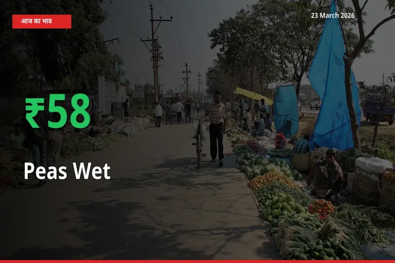 आज का मंडी भाव: हरी मटर के दाम मंडी में 57.7% ऊपर