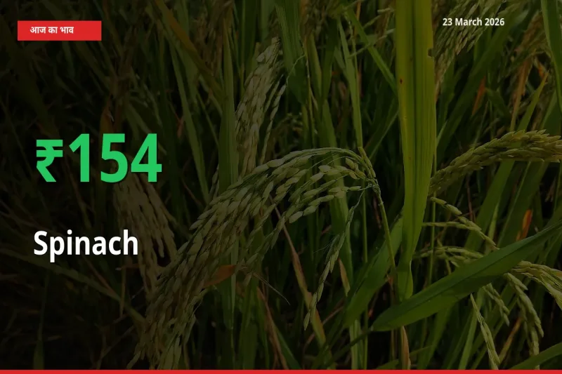 पालक के दाम प्रमुख मंडी में 153.8% बढ़े, 24 घंटे में बड़ा बदलाव