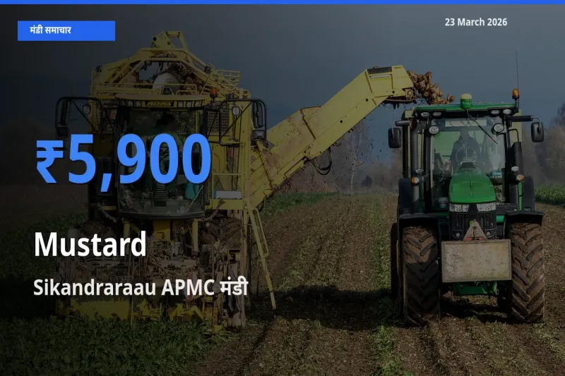 आज सरसों के सबसे ज़्यादा दाम Sikandraraau APMC मंडी में दर्ज