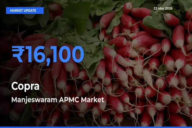Top Performer! Manjeswaram APMC Offers Best Copra Price Today