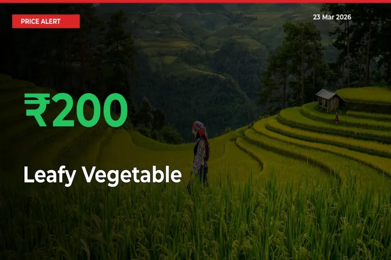 Sudden 200% Rally in Leafy Vegetable Prices Across Mandis