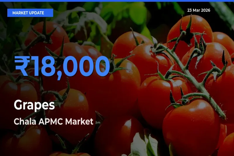 Chala APMC Records Highest ₹18,000 Rate for Grapes