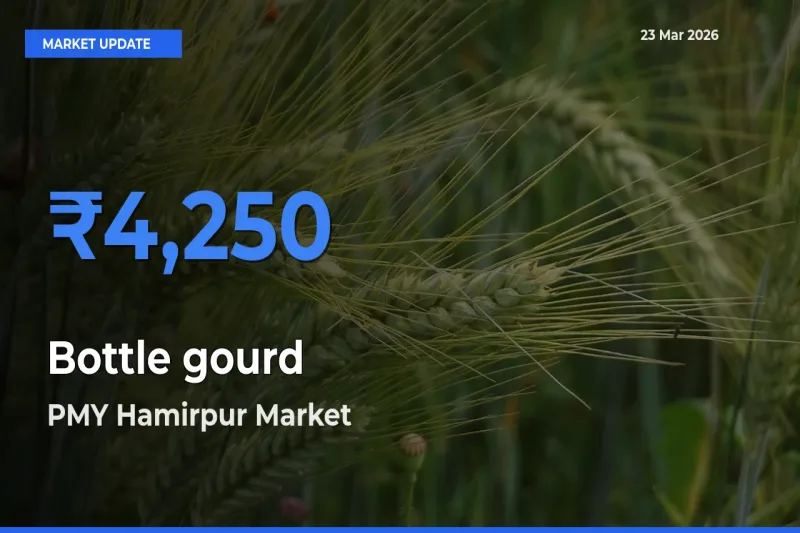 Top Performer! PMY Hamirpur Offers Best Bottle gourd Price Today