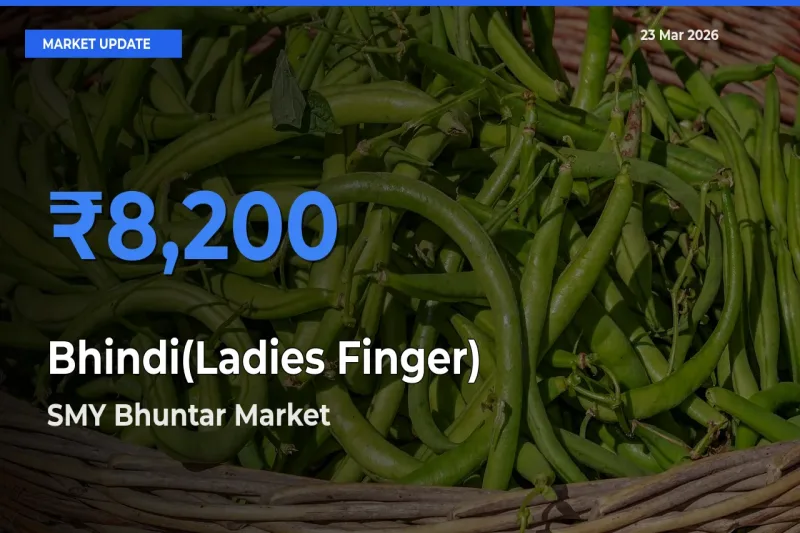 SMY Bhuntar Leads as Top Mandi for Bhindi(Ladies Finger) Prices