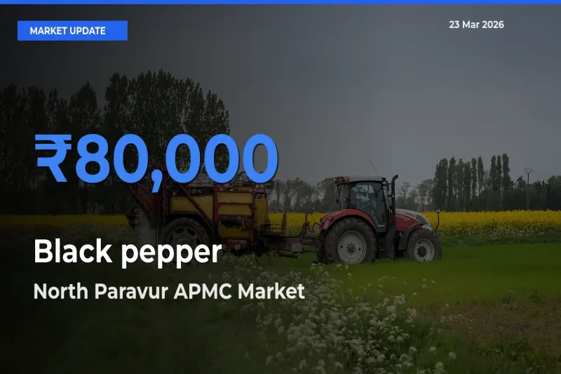 North Paravur APMC Leads as Top Mandi for Black pepper Prices