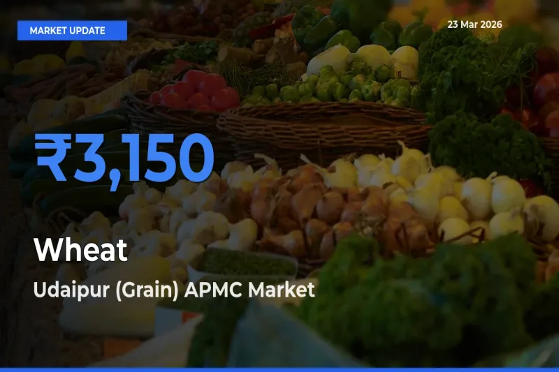 Udaipur (Grain) APMC Offers ₹3,150 – Highest Wheat Rate Today