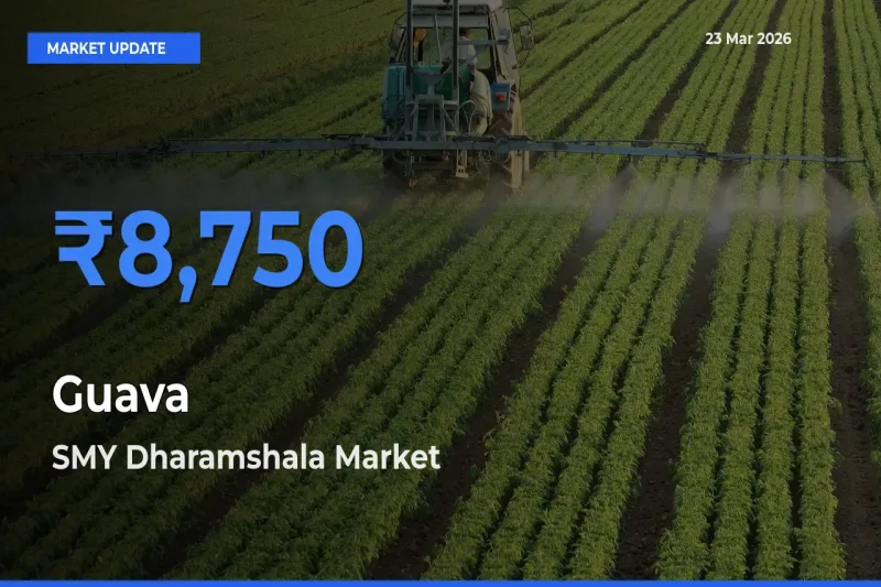 SMY Dharamshala Leads as Top Mandi for Guava Prices