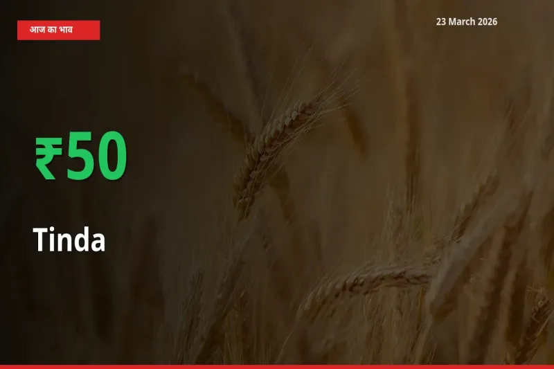 तेज़ तेजी! मंडी में टिंडा के दाम 50% चढ़े