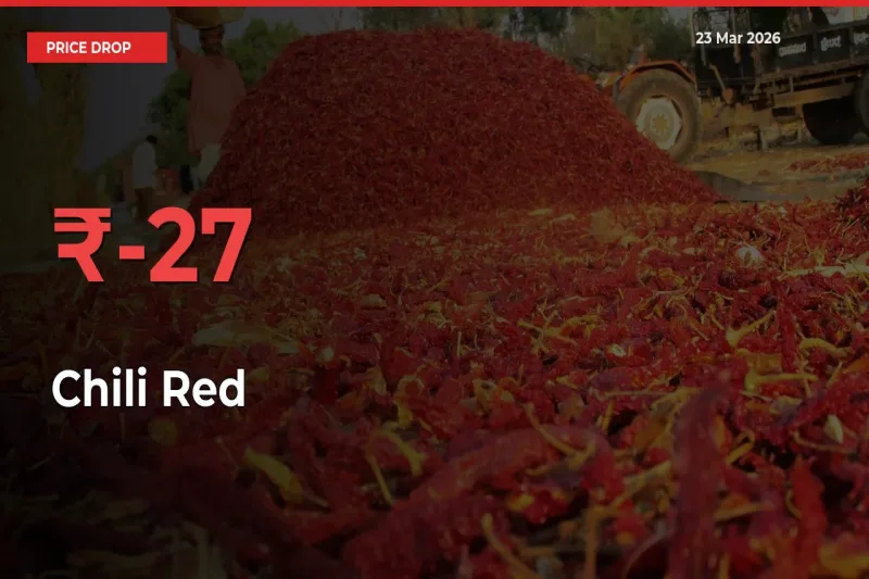 Chili Red Mandi Rate Today: Prices Fall 27.39% at Market