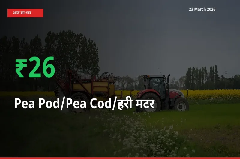 अचानक तेजी! मंडी में मटर की फली के दाम 26.39% चढ़े