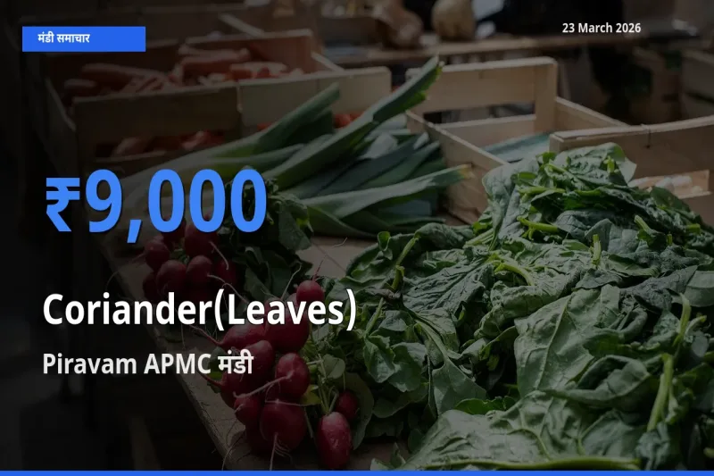 आज हरा धनिया के सबसे ऊँचे दाम ₹9,000 Piravam APMC मंडी में