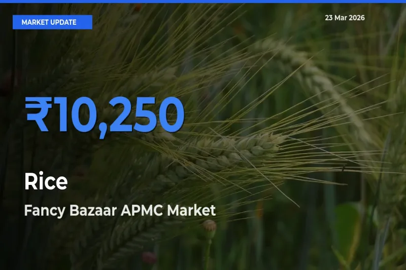 Market Watch: Fancy Bazaar APMC Becomes Top Mandi for Rice