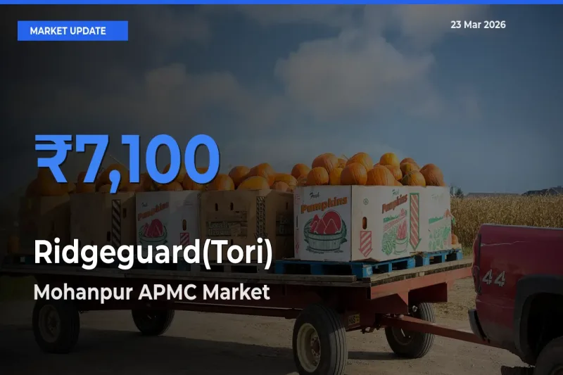 Mohanpur APMC Emerges as Top Mandi for Ridgeguard(Tori) Prices Today