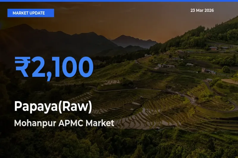 Mohanpur APMC Records Highest ₹2,100 Rate for Papaya(Raw)