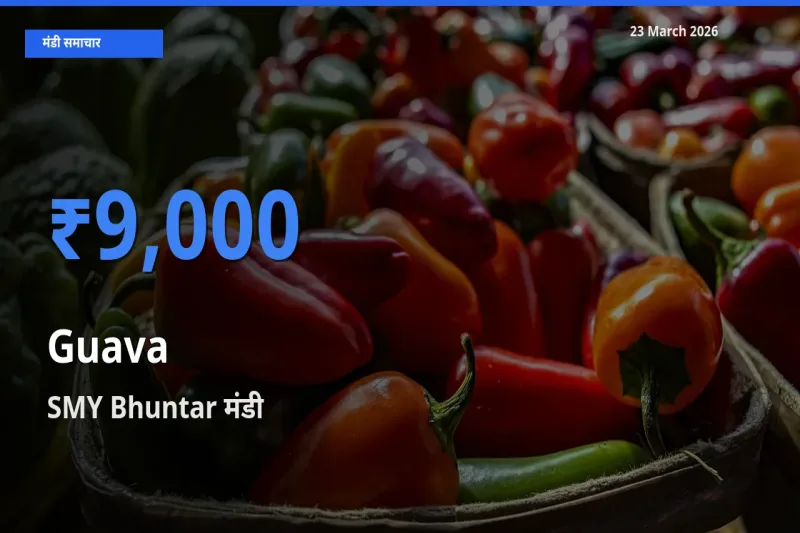 आज अमरूद के सबसे ज़्यादा दाम SMY Bhuntar मंडी में दर्ज
