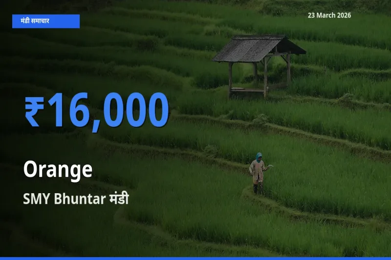 आज का मंडी भाव: संतरा के सबसे ज़्यादा दाम SMY Bhuntar में