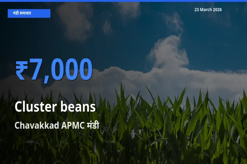 किसानों की पसंद बना Chavakkad APMC, ग्वार फली के सबसे अच्छे दाम
