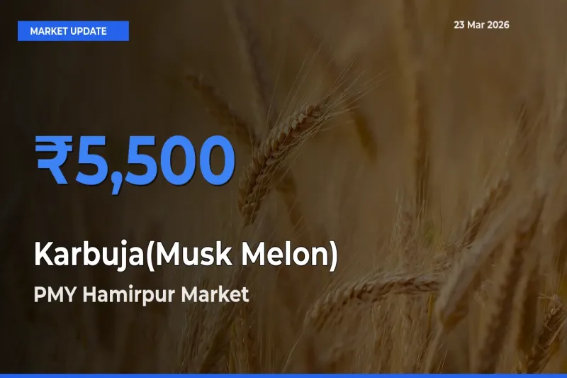 PMY Hamirpur Records Highest ₹5,500 Rate for Karbuja(Musk Melon)
