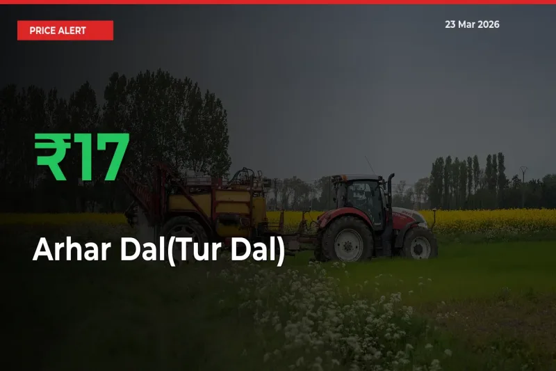 Sharp Jump! Arhar Dal(Tur Dal) Prices Climb 17.35% in 24 Hours at Key Mandis
