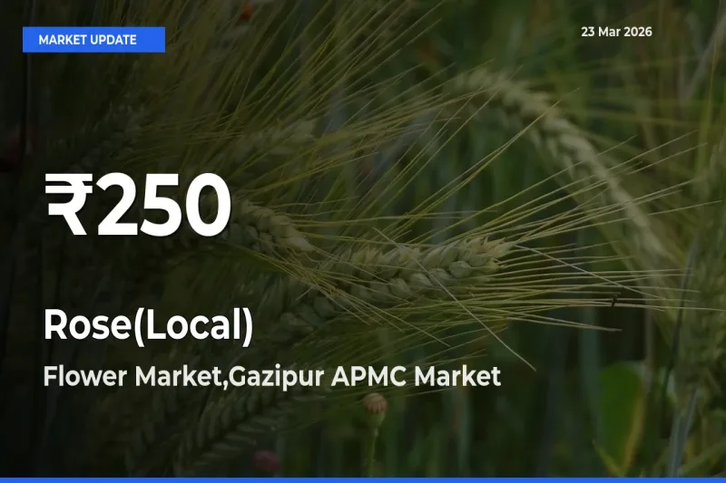 Rose(Local) Prices Touch 30-Day Low in Flower Market,Gazipur APMC – March 23 Update