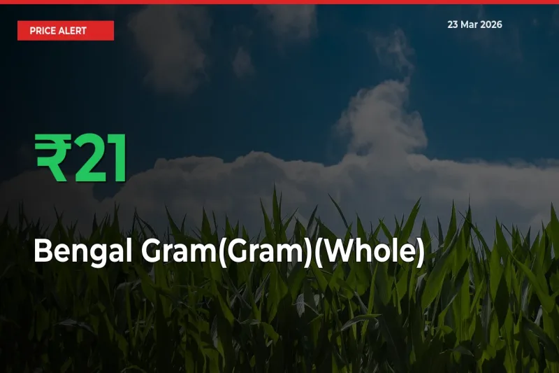 Bengal Gram(Gram)(Whole) Prices Rise 21.13% in a Day at Major Mandis