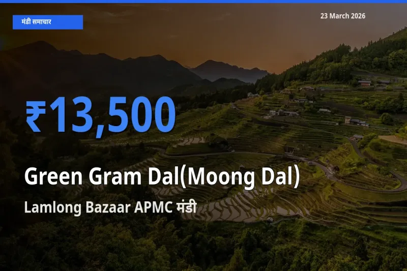 आज मूंग दाल के सबसे ऊँचे दाम ₹13,500 Lamlong Bazaar APMC मंडी में