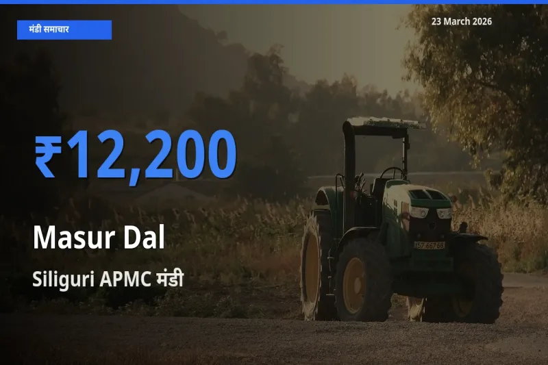 23 March अपडेट: मसूर दाल के सबसे ऊँचे दाम Siliguri APMC मंडी में