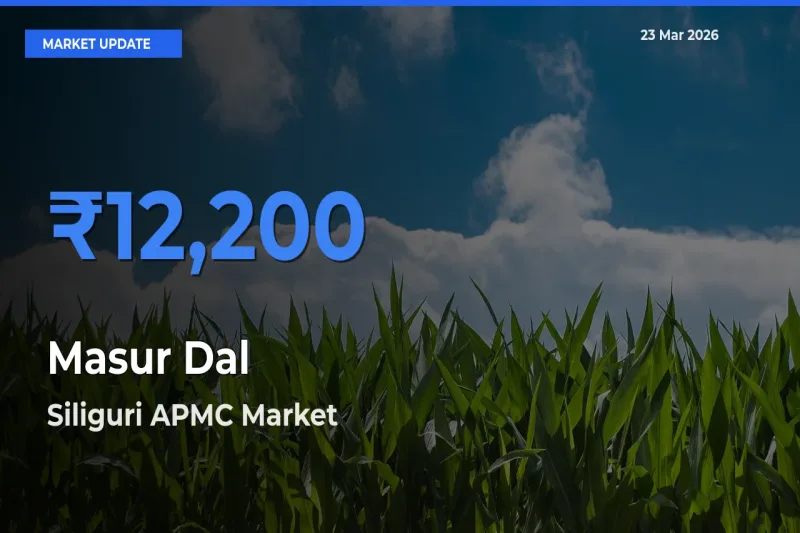 Siliguri APMC Records Highest ₹12,200 Rate for Masur Dal