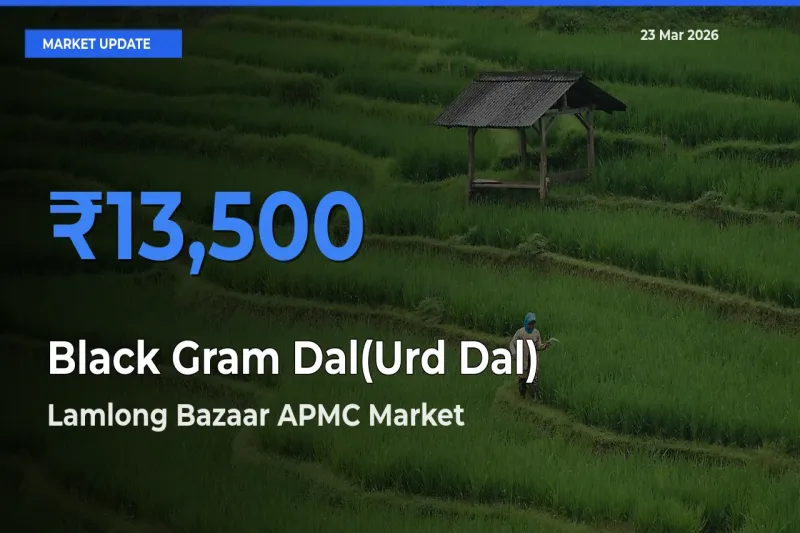 Top Performer! Lamlong Bazaar APMC Offers Best Black Gram Dal(Urd Dal) Price Today