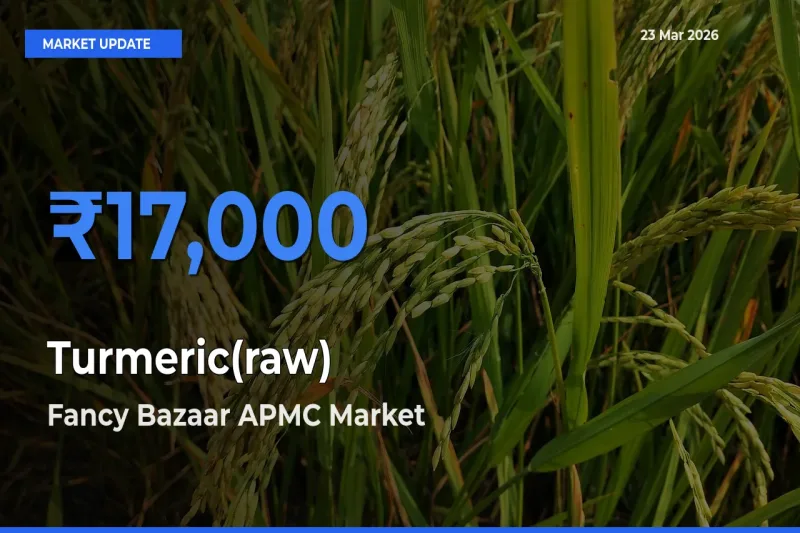 Farmers Prefer Fancy Bazaar APMC as Turmeric(raw) Hits Highest Rate