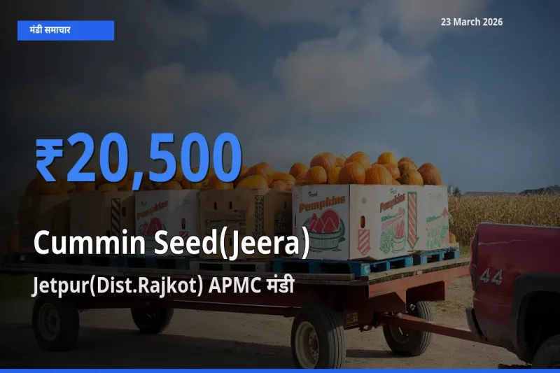 Jetpur(Dist.Rajkot) APMC मंडी में जीरा ₹20,500 पर पहुँचा – आज का सर्वोच्च भाव