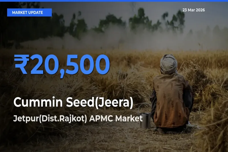 Farmers Prefer Jetpur(Dist.Rajkot) APMC as Cummin Seed(Jeera) Hits Highest Rate
