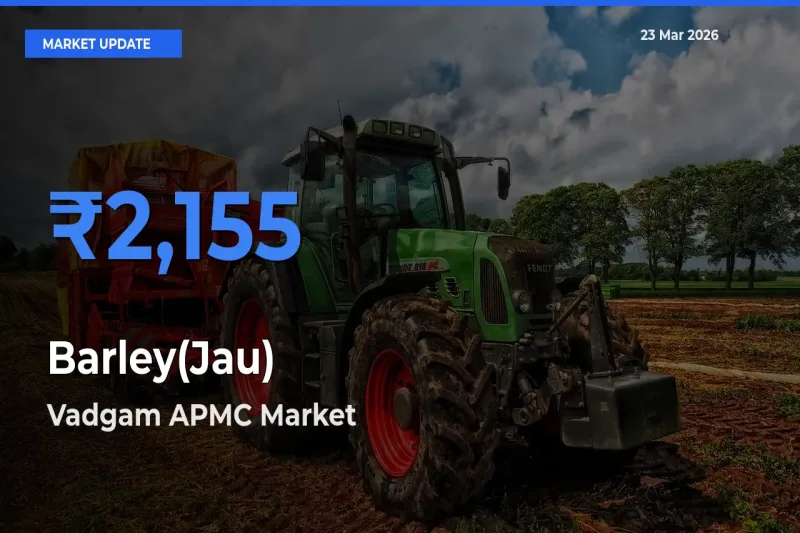 Vadgam APMC Leads as Top Mandi for Barley(Jau) Prices