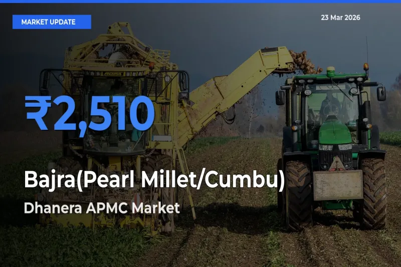 Dhanera APMC Leads as Top Mandi for Bajra(Pearl Millet/Cumbu) Prices