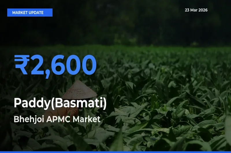 Bhehjoi APMC Offers ₹2,600 – Highest Paddy(Basmati) Rate Today