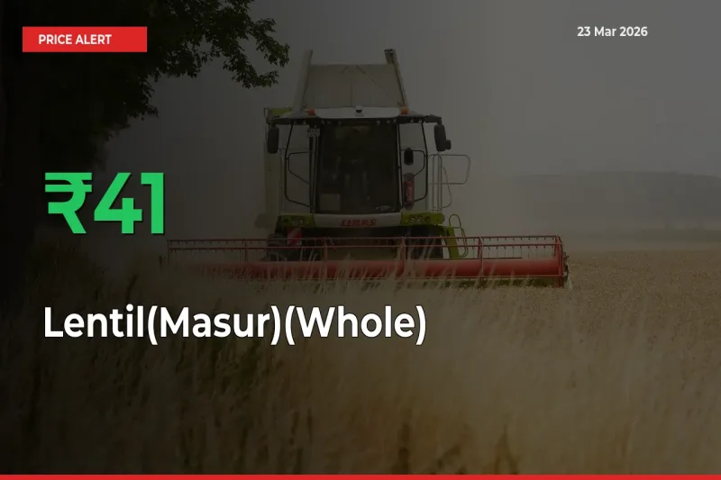 Lentil(Masur)(Whole) Mandi Rate Today: Prices Jump 41.04% at Market